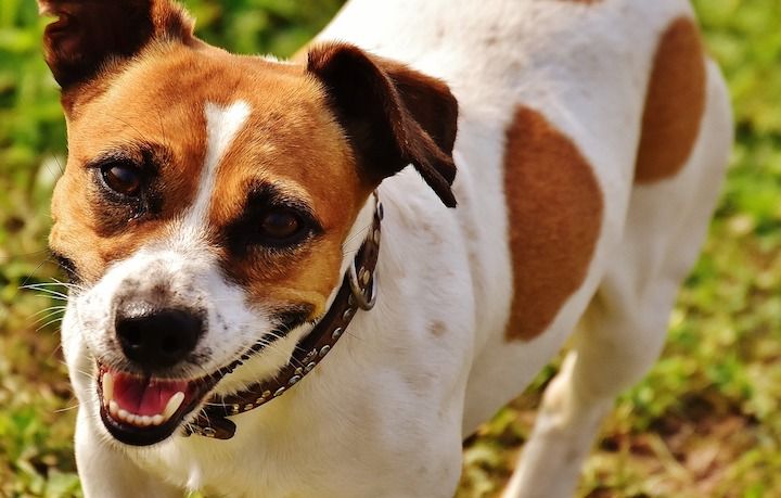 jack-russell-terjer