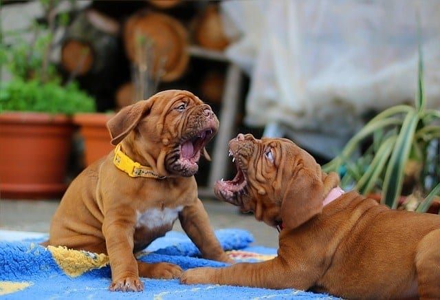 две кученца-агресивни