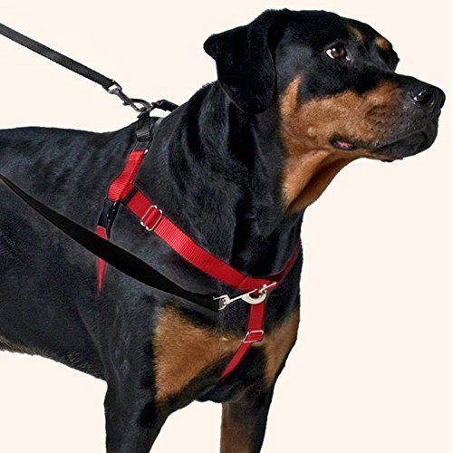 2 Hounds Design Freedom No-Pull Dog Harness Training Package avec laisse, moyen (1
