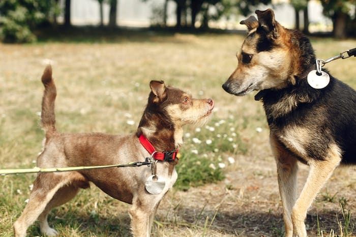 Kako pozdraviti agresivnost povodca s psi, ki reagirajo na povodec