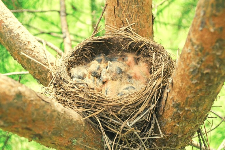   Nestlinge in ihrem Nest in einem Baum