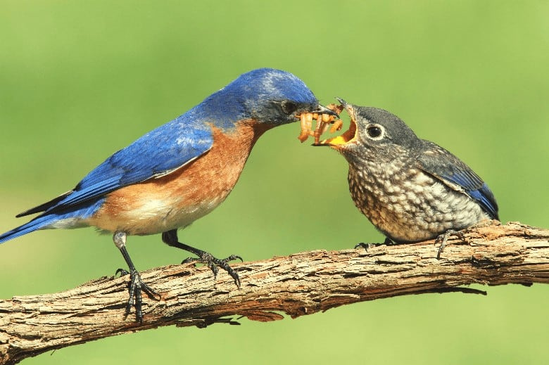   Птицата храни новороденото си на крайник