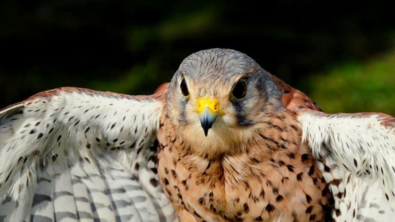 Maaari Ka Bang Mag-aari ng Pet Falcon?