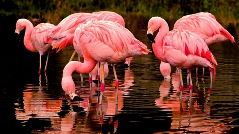 Можно ли завести фламинго в качестве домашних животных?