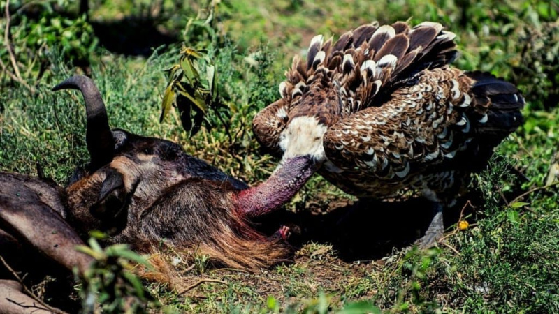   vautour mangeant cardaver