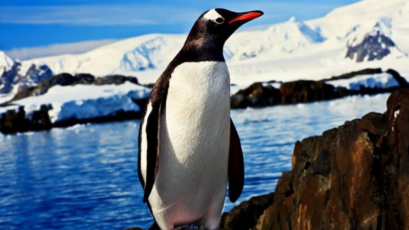   Pingouin sur des rochers en antarctique
