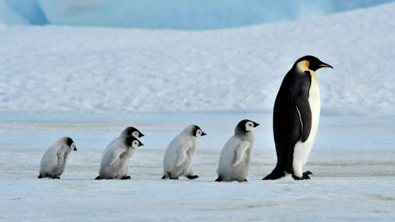   Mère pingouin avec poussins