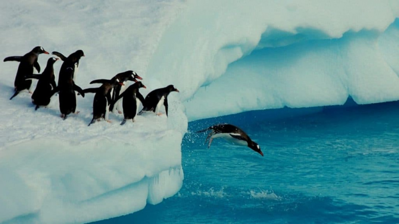   Pingouin se dandinant sautant dans l'eau