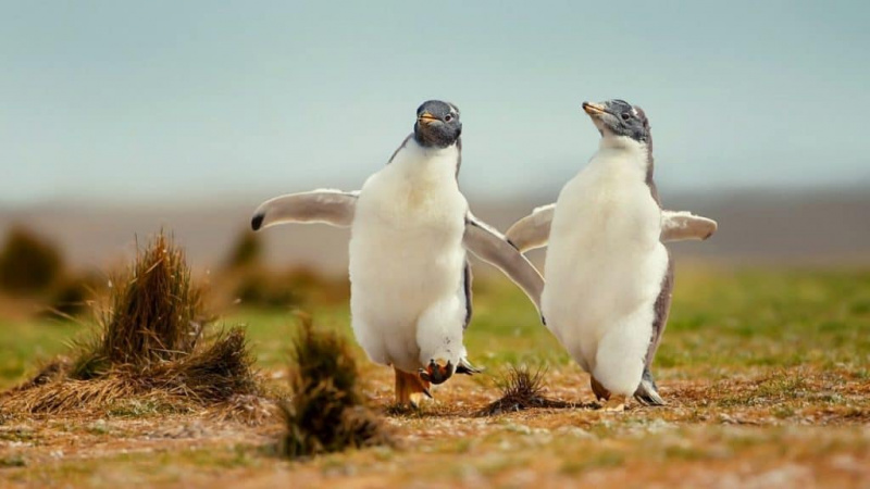   Jeunes pingouins jouant