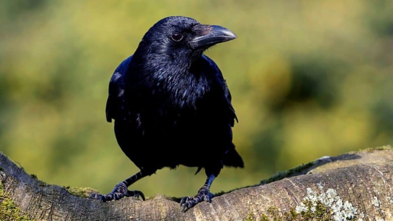 Pouvez-vous posséder un corbeau de compagnie ou un corbeau de compagnie ?