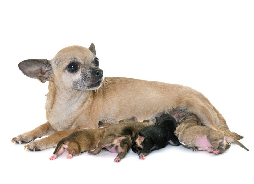 Familie von Chihuahua auf einem weißen Hintergrund