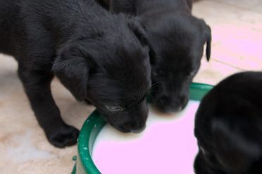 chó con đen tự uống sữa từ chảo hoặc bát