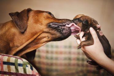 Hund leckt ihren neugeborenen süßen kleinen Welpen
