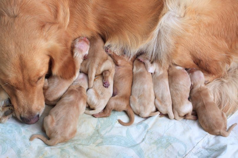 Pes zlatého retrievera a jej novonarodené šteniatka počas dojčenia