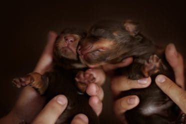 Dve roztomilé novorodené šteniatka, ale jedno je menšie