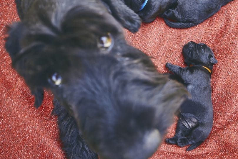 Ein Riesenschnauzer Mutterhund und ihr Neugeborenes mit einem Welpen von ihr entfernt