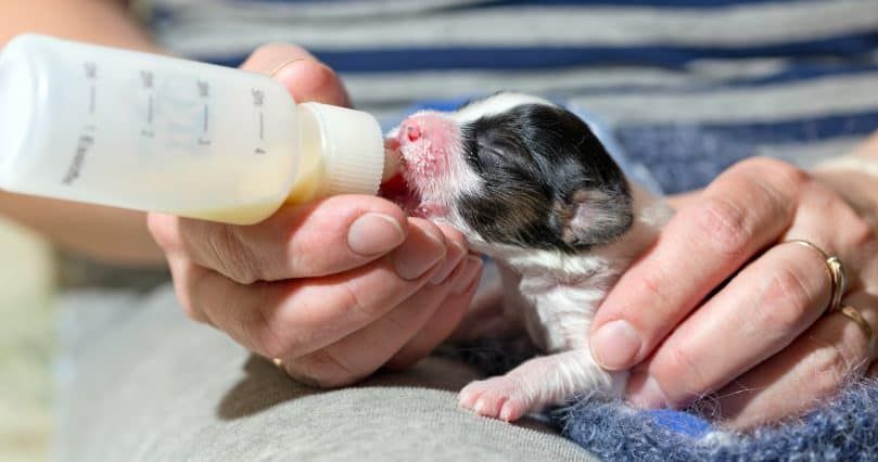Mažas naujagimis šuniukas Papillonas maitinamas kūdikio buteliuku