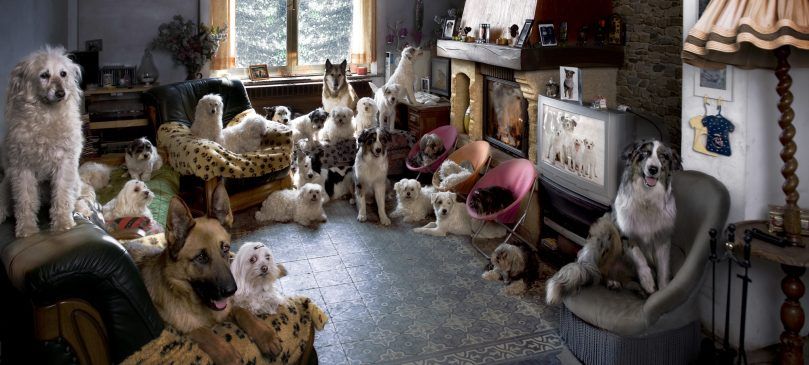 Portrait de 24 chiens dans un salon devant une télévision