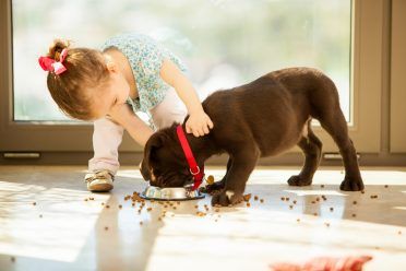 bức ảnh của một cô gái nhỏ cho một con chó con ăn