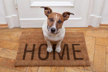 šuo sėdi ant sveikinamų namų durų kilimėlio