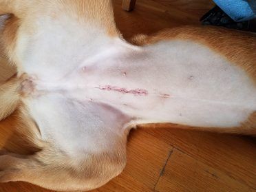 foto af en steriliseret hund med sting