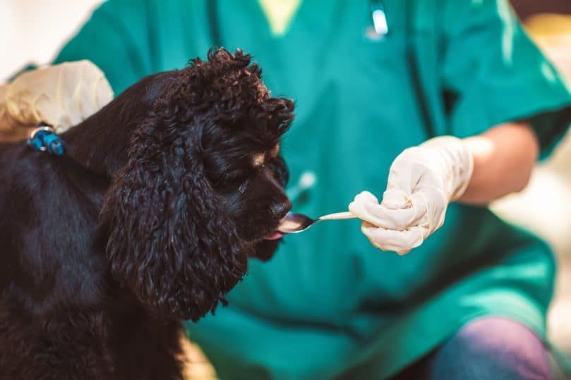 Hund, der tager hendes medicin administreret af en dyrlæge