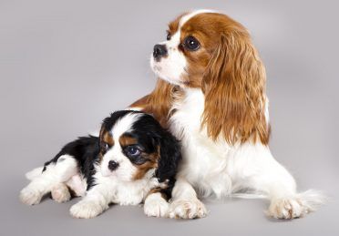Bir köpek yavrusu ve yetişkin Cavalier King Charles Spaniel