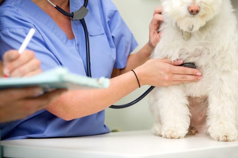 Hai bác sĩ thú y kiểm tra một con chó trắng
