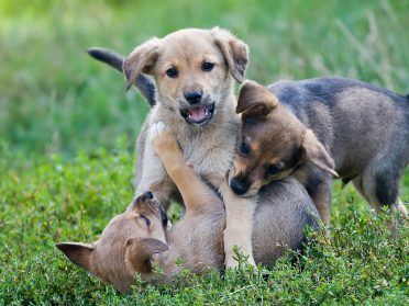 Tri mladé šteniatka sa hrajú na tráve