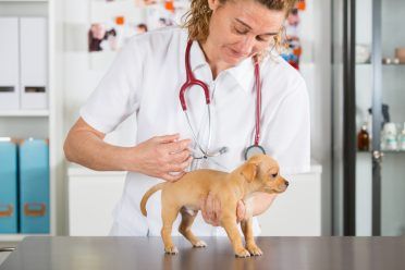 Bác sĩ thú y với một chú chó con Chihuahua tiêm một trong những loại vắc xin đầu tiên của nó