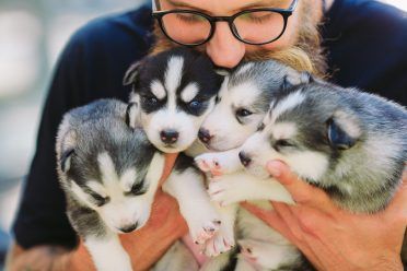 Селекционер, който целува и прегръща четири кученца сибирско хъски