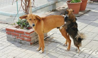 Zwei Hunde, die Probleme bei der Paarung haben, führen zu einer künstlichen Befruchtung als Lösung.