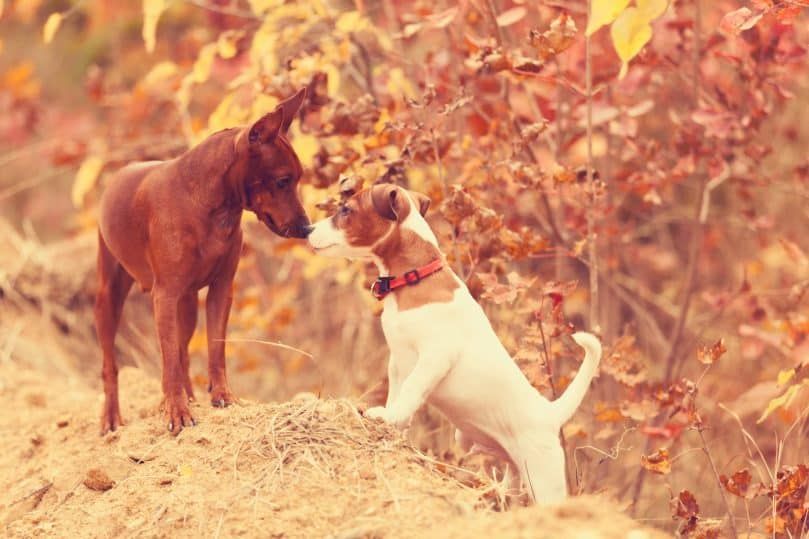 zwei Hunde verschiedener Rassen lernen sich vor der Paarung kennen
