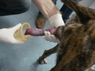 ветеринар, събиращ сперма от куче за изкуствено осеменяване
