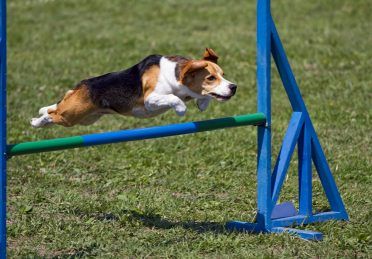 Beagle in einem Agility-Wettbewerb