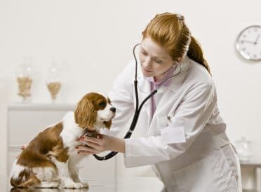 Mladý ženský lékař zkoumající pes.