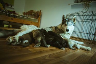 Gambar anjing husky yang lucu sedang merawat anak anjing kecilnya di dalam ruangan.