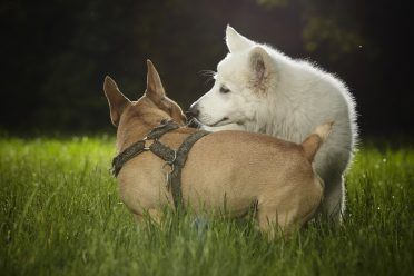 Pěkný mladý švýcarský bílý ovčák štěně fenky v letním parku setkání s jiným psem