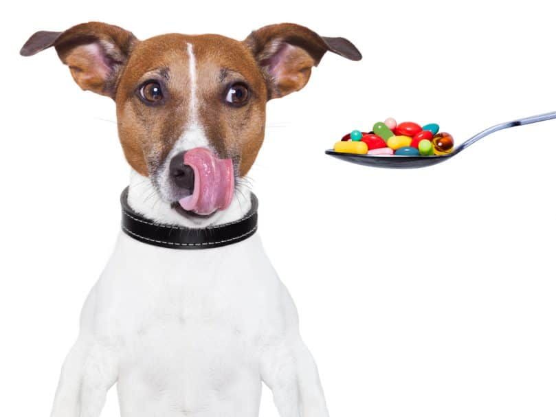 Un chien se léchant le nez et regardant une cuillerée de pilules