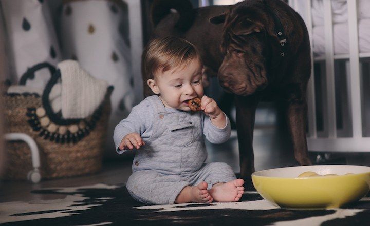 Hunde + Babys: Welche Rassen passen am besten zu Ihrem Baby?