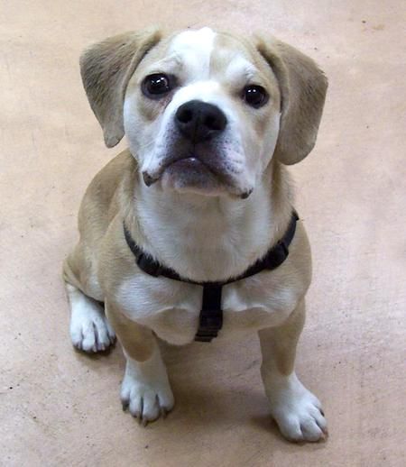 beagle-bulldog-sekoitus