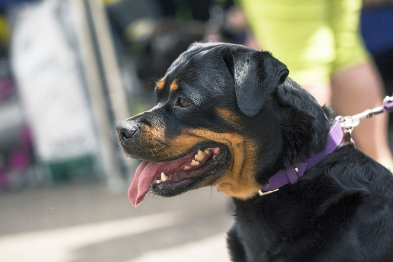 Les rottweilers sont super forts