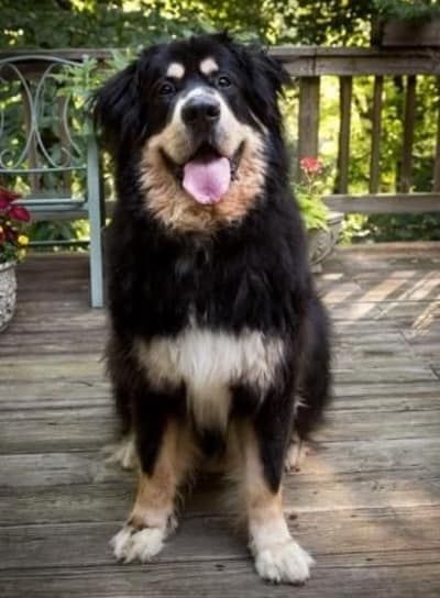 Мешовите расе Њуфаундленда: Велики пси са великим срцима!