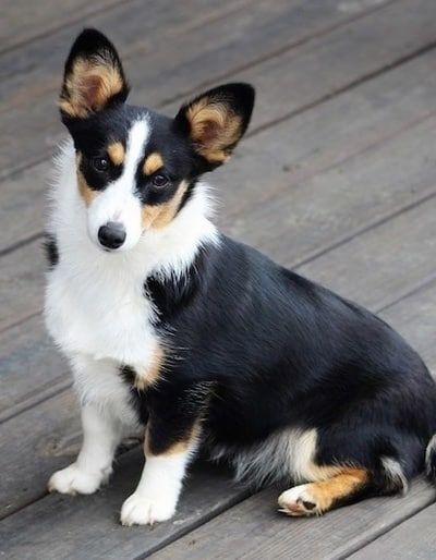 Смешанные породы австралийских овчарок: рабочие собаки с золотым сердцем!