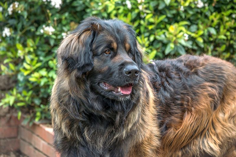 Leonberger köpeği