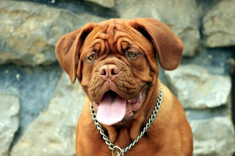 vaaleanruskea koira Bordeaux