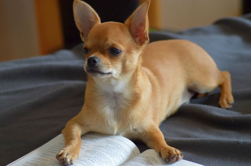 Chihuahua fauve