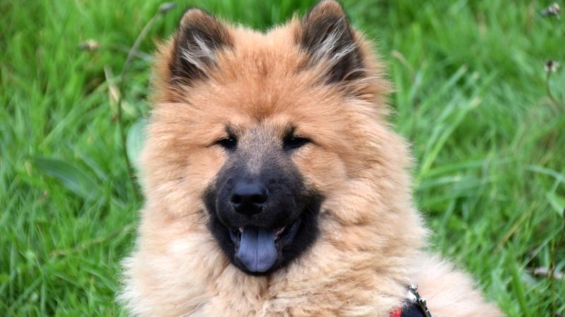 15 nuostabių rausvų šunų veislių
