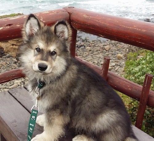 Alaska-Schäferhund