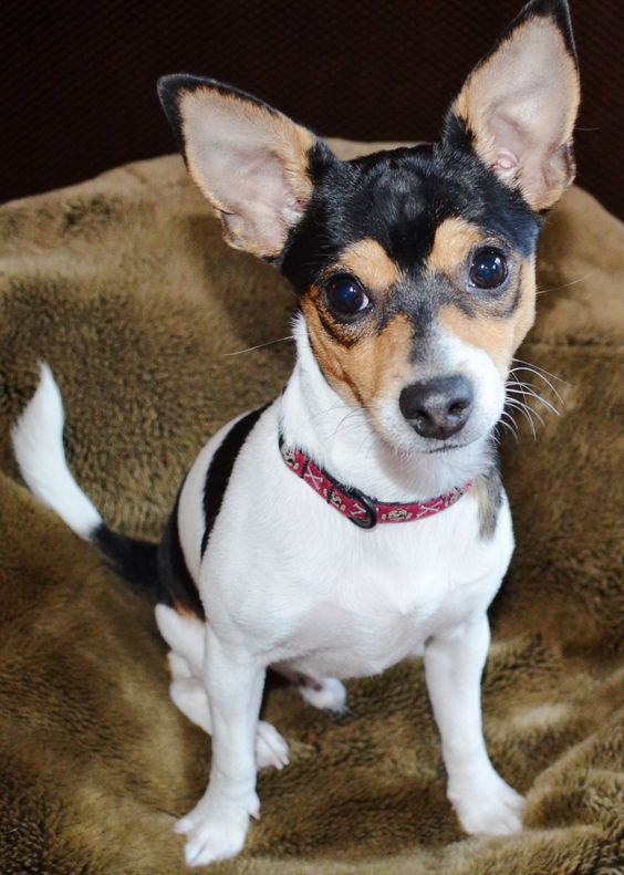 chihuahua_rat_terrier_mix